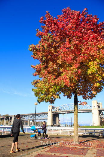 シーウオール　紅葉