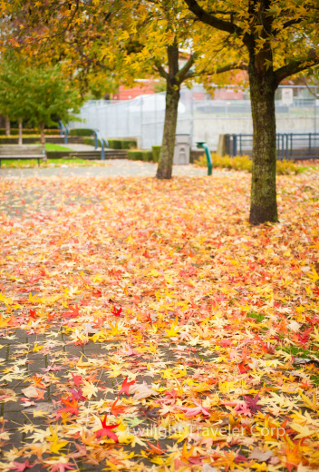 紅葉