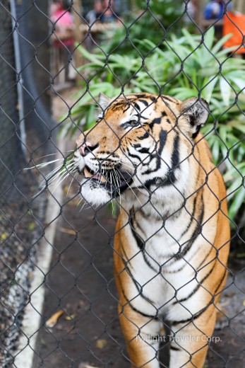 パームビーチ　動物園