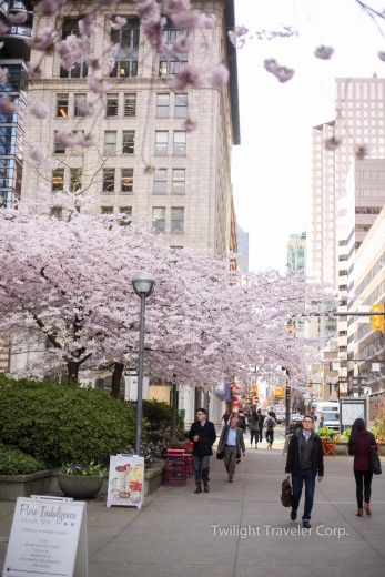 バンクーバー桜