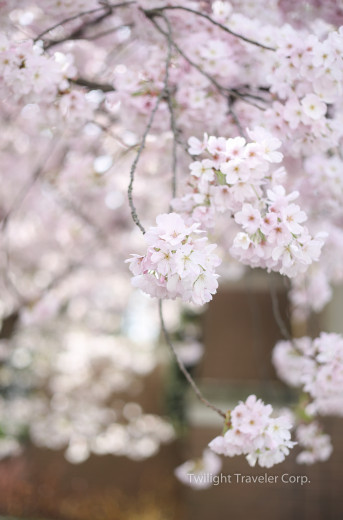 バンクーバー　桜