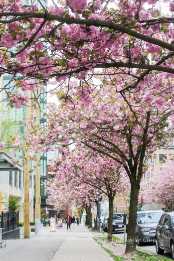 バンクーバー　八重桜