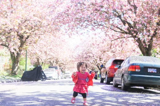 八重桜