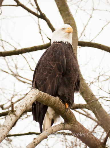 Eagle S 016-2
