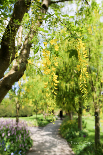 VanDusen Laburnum　キバナ藤