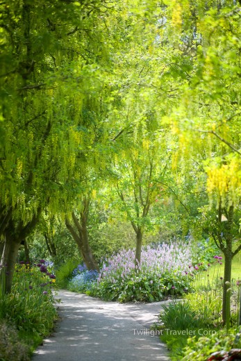 VanDusen Laburnum