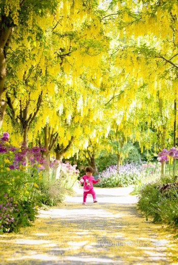 VanDusen　キバナ藤（Laburnum）