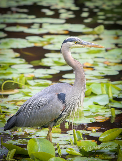 VanDusen ”great blue heron”