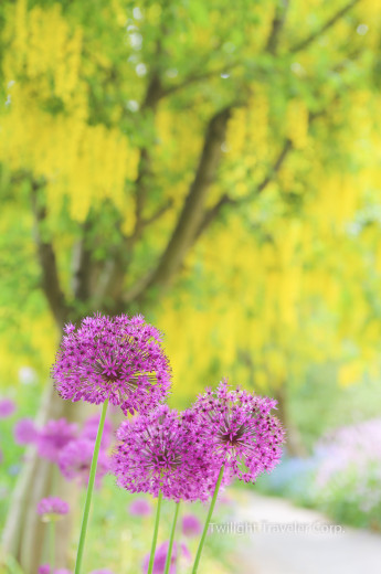 VanDusen　Laburnum