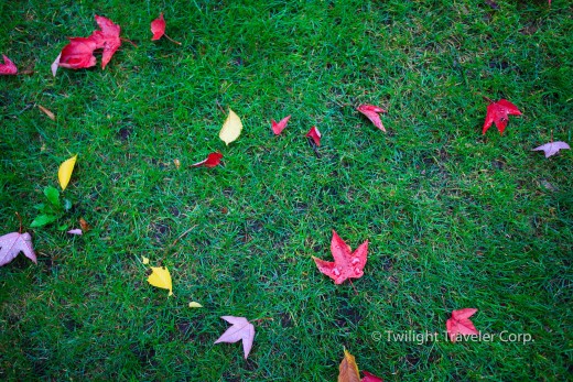 バンクーバー紅葉