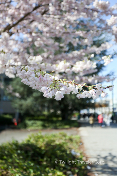 桜＠UBC