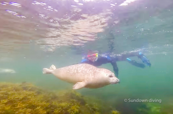 Sundown diving