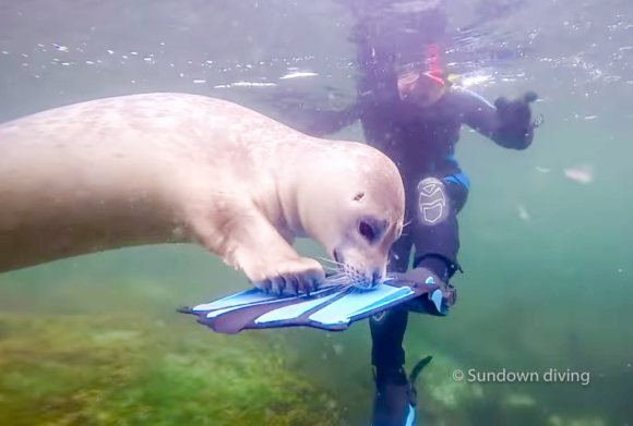 Sundown diving