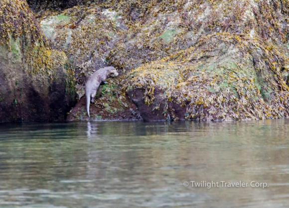 16カワウソ　River Otter