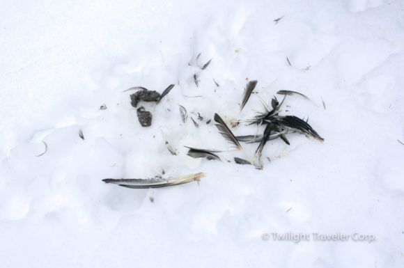 鳥の死骸