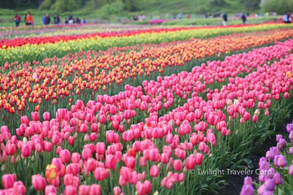 カナダ・バンクーバーで見られる花