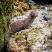 Weasel　Otter