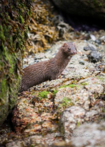 Weasel　Otter