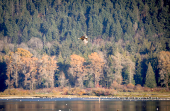 Eagle
