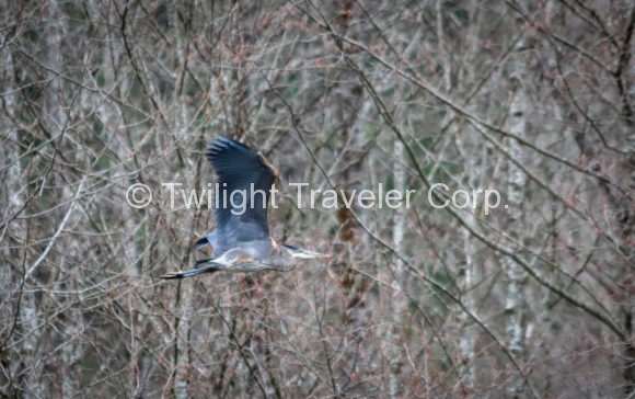 Great Blue Haron