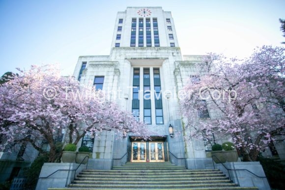 バンクーバー 桜