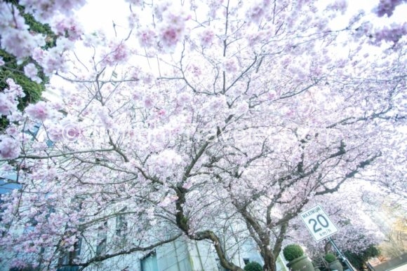 バンクーバー　桜