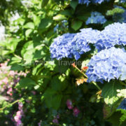 【オンライン英会話!🇨🇦】の様子〜!