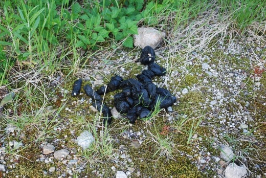 Bear Poo.JPG