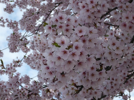 UBC sakura.JPG