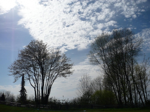 trees.JPG