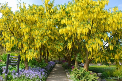 バンデューセンガーデンの黄色いお花”キバナフジ”（ラバーナム）続き