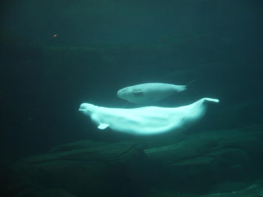 ４Ｄシアター誕生　バンクーバー水族館へ行こう！