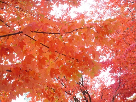 fall colour 2.JPG