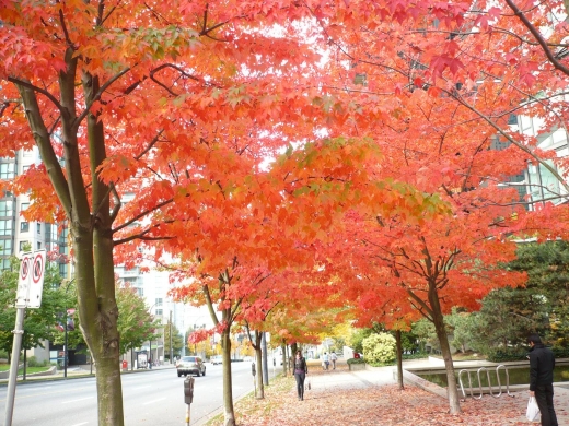 fall colour.JPG