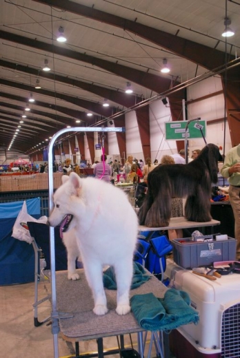 Dog Show Canada 09-21-2s.jpg