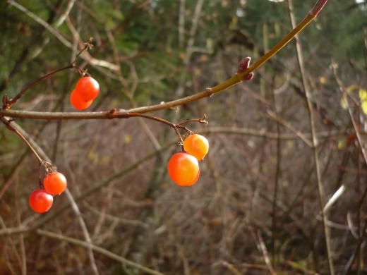 berry.JPG