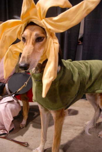 Dog Show Canada 09-3s.jpg