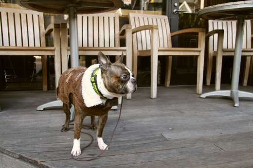 番外編　犬の僕の東京の楽しみ方