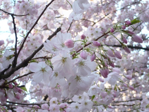 cherry blossoms.JPG
