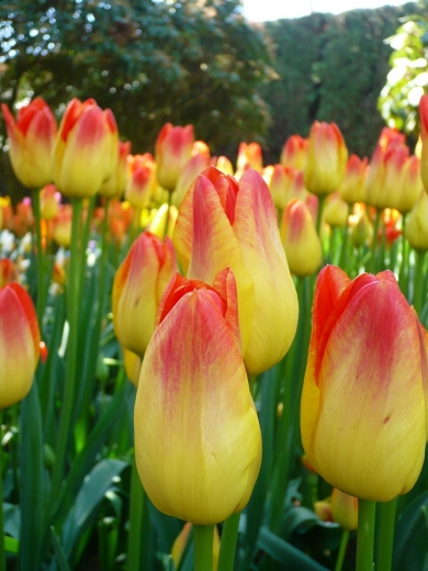 tulip 14.JPG