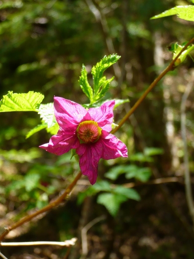 salmon berry.JPG